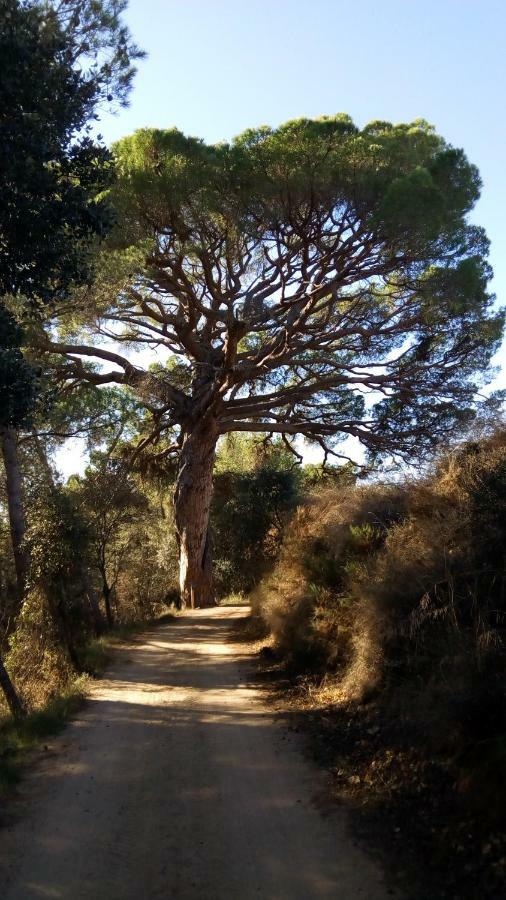 Apartament Rural Vilaplana Εξωτερικό φωτογραφία